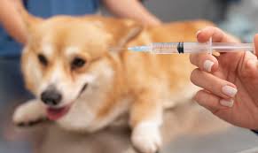 Vacinação contra a raiva para cães e gatos continua em povoados de Pedreiras neste sábado (23)