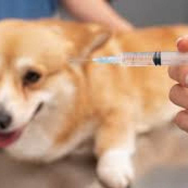 Vacinação contra a raiva para cães e gatos continua em povoados de Pedreiras neste sábado (23)